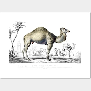 The Camel Posters and Art